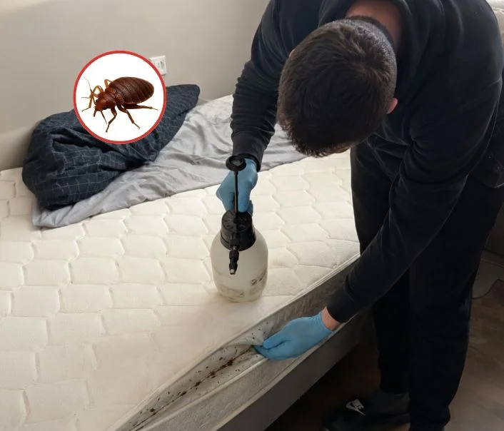 Technicien traitant un matelas contre les punaises de lit à Sarcelles